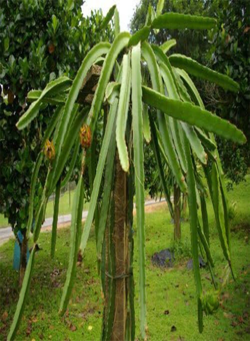 جي جوت 20 بذور صبار من نوع Hylocereus Undatus (بيتايا / بيتايا / كمثرى الفراولة) للحديقة، العشب، التوريد، الصيانة - Image 4