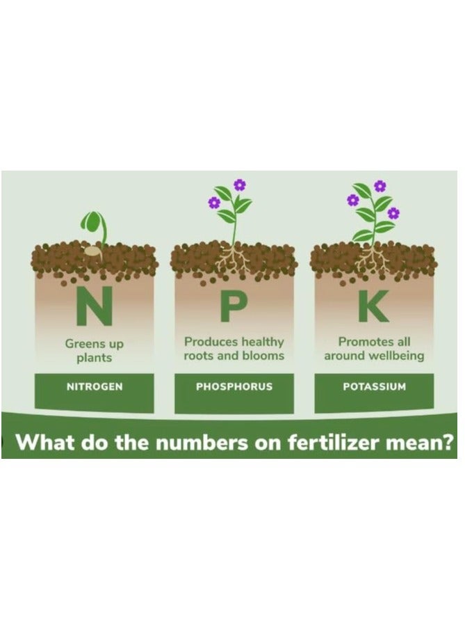 Generic PREMIUM NPK 20 20 20 All Purpose Fertilizer for Outdoor and Indoor Plants 1kg Water Soluble Fertilizer  - Image 3