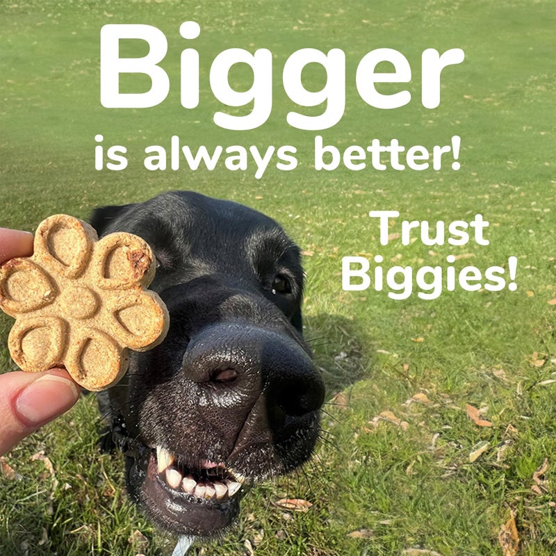 Fruitables Biggies Dog Biscuits, Pumpkin Treats for Dogs, Healthy Doggie Biscuits, Crunchy Treats, No Wheat, Corn or Soy, Made in The USA, Almond Butter and Coconut Flavor, 16oz - Image 2