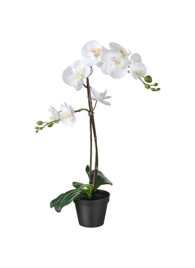 Zaboon Artificial Potted Plant, Orchid White, 12 Cm  - Image 1