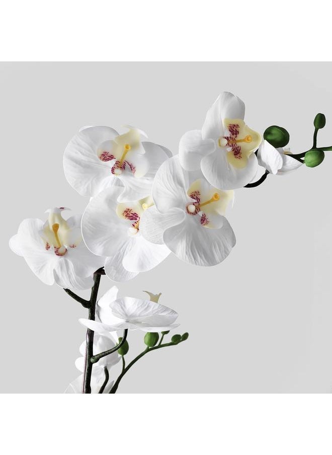 Zaboon Artificial Potted Plant, Orchid White, 12 Cm  - Image 3