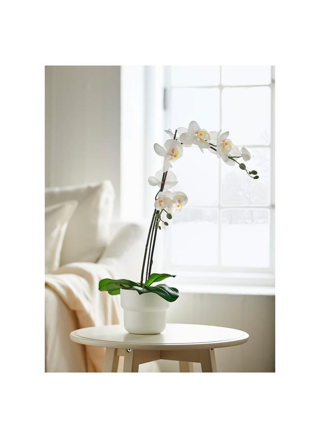 Zaboon Artificial Potted Plant, Orchid White, 12 Cm  - Image 2