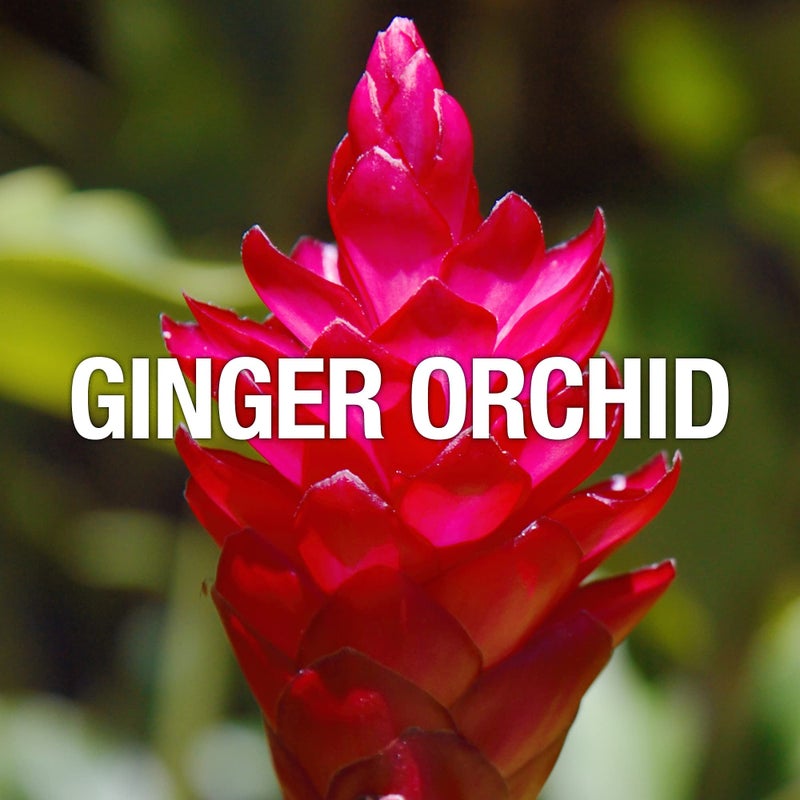 Curve Wave Eau De Toilette Spray, Perfume for Women, Gift for Her, 3.4 fl oz - Image 3