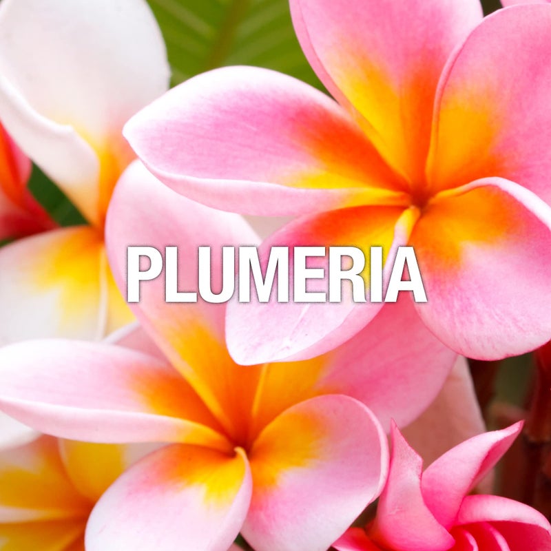 Curve Wave Eau De Toilette Spray, Perfume for Women, Gift for Her, 3.4 fl oz - Image 4