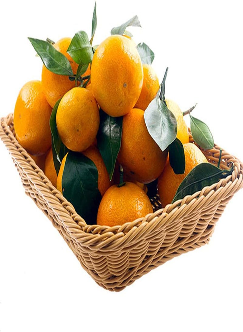 GGOOT 50Pcs Orange Seeds Perennial Tangerinr Fruit Seed for Outdoor Garden Planting Icing on Cake for Your Home Landscape Create Beautiful Environment - Image 2