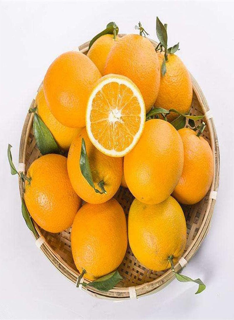 GGOOT 50Pcs Orange Seeds Perennial Tangerinr Fruit Seed for Outdoor Garden Planting Icing on Cake for Your Home Landscape Create Beautiful Environment - Image 1