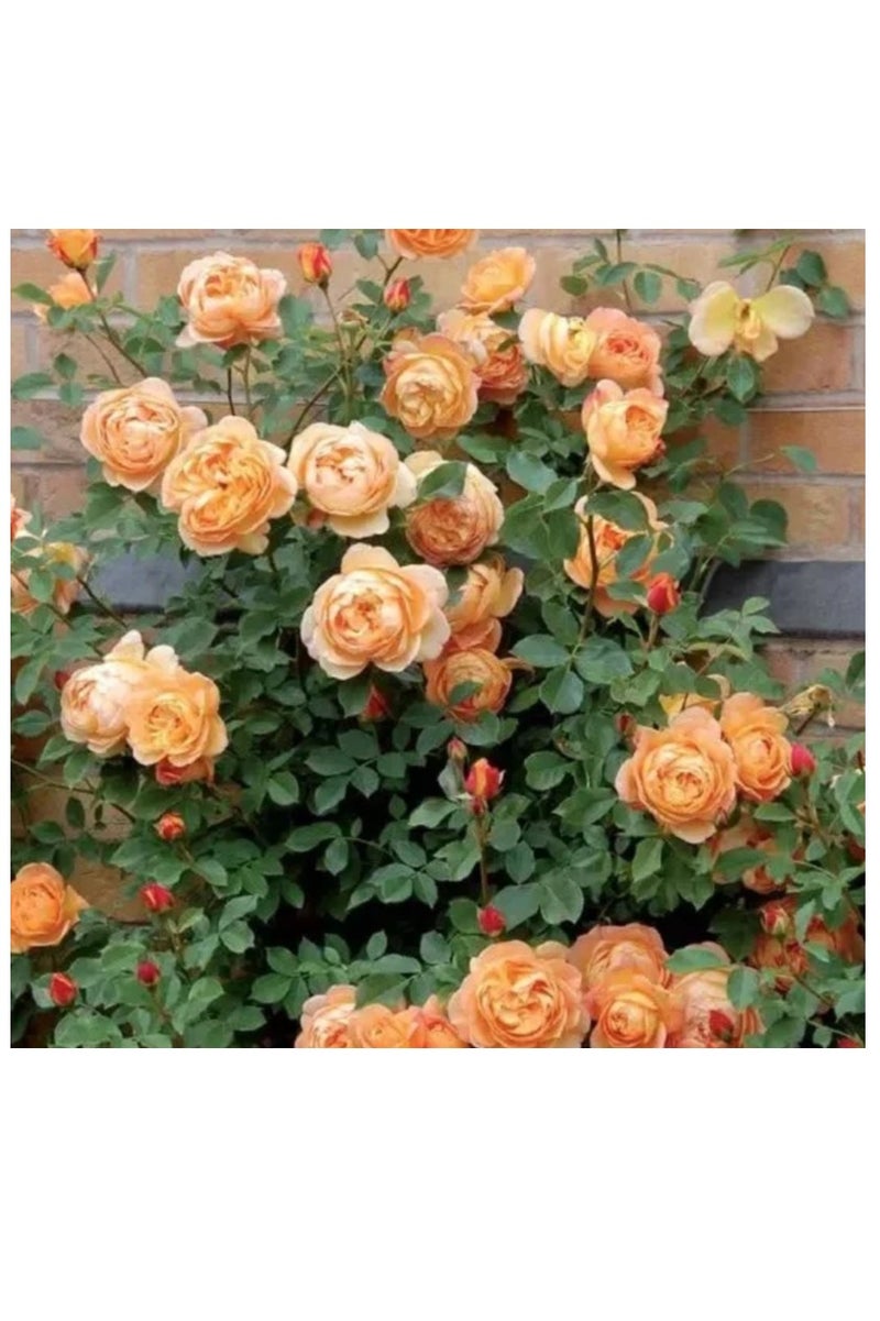 500Pcs Climbing Rose Seeds Beige Yellow Rose - Image 1
