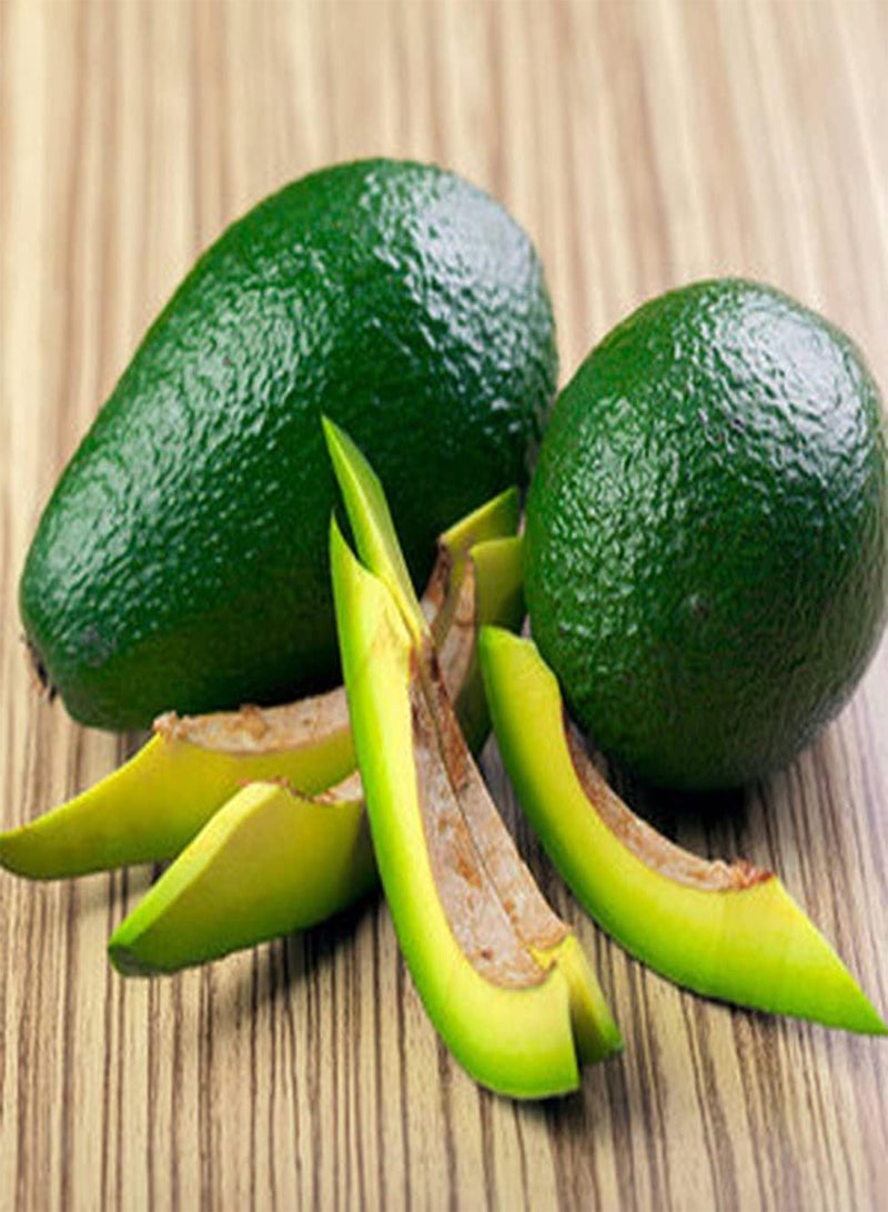 جي جوت 20 قطعة من بذور الأفوكادو، فاكهة نادرة ذات قشرة خضراء غريبة مناسبة للزراعة في الدفيئة على مدار العام، سهلة العناية، استمتع بمتعة الحصاد - Image 2