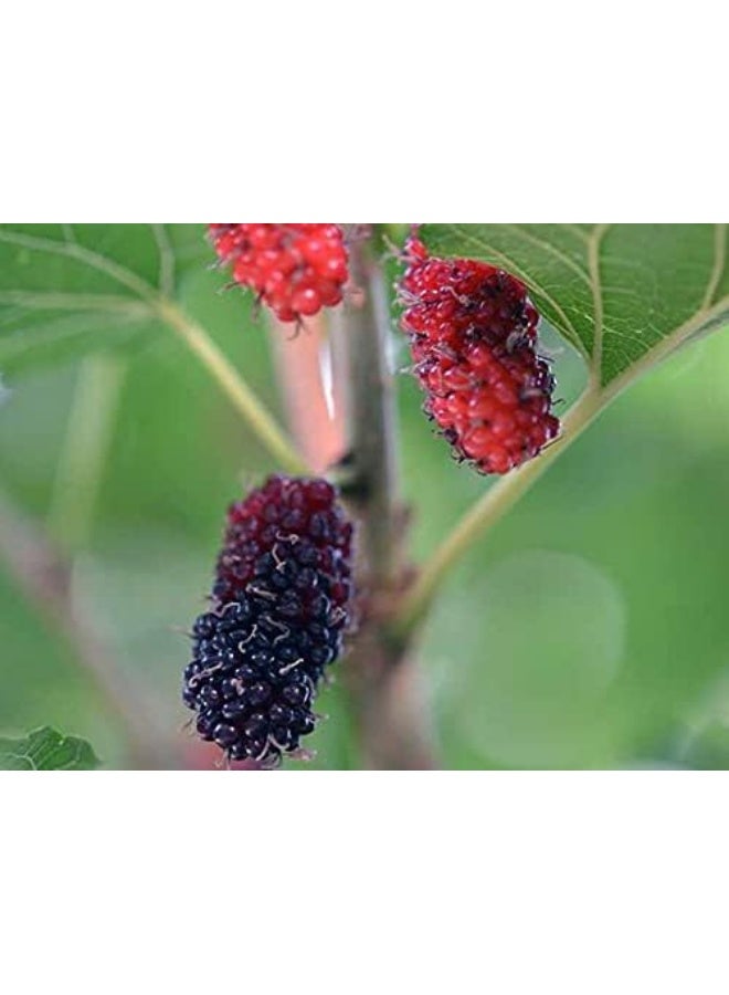 Dubai Garden Centre Morus Alba Tree - Image 1