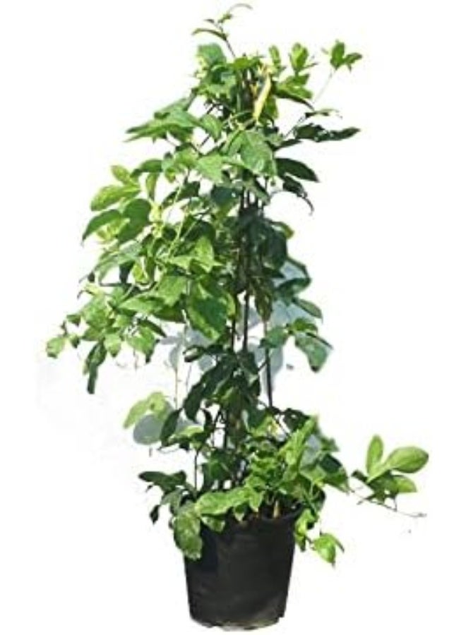 Dubai Garden Centre Morus Alba Tree - Image 4