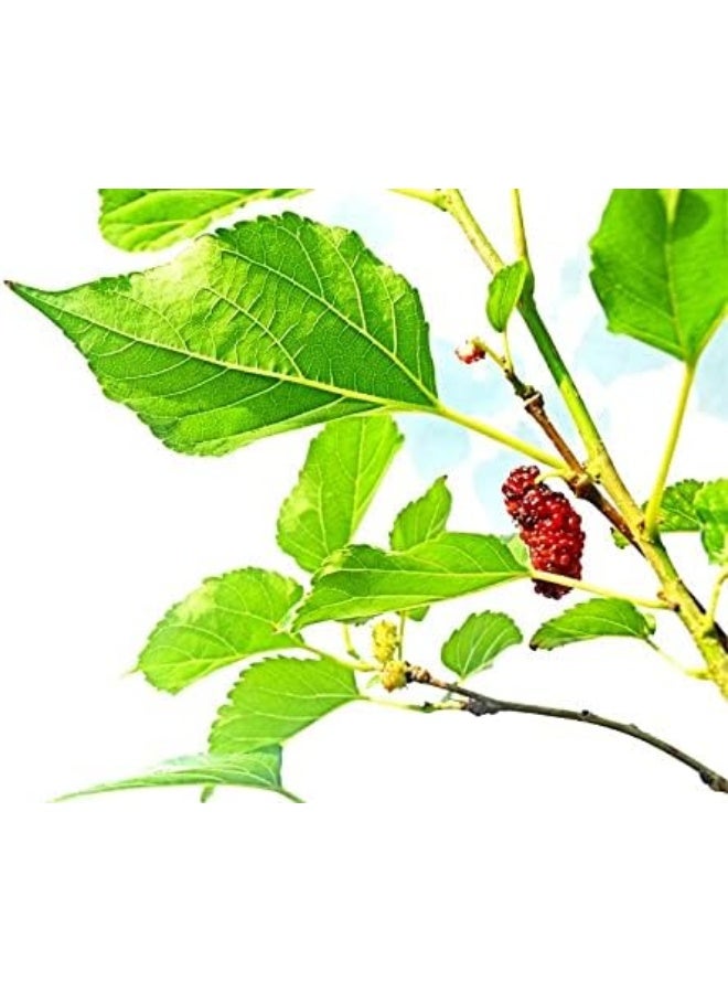 Dubai Garden Centre Morus Alba Tree - Image 2