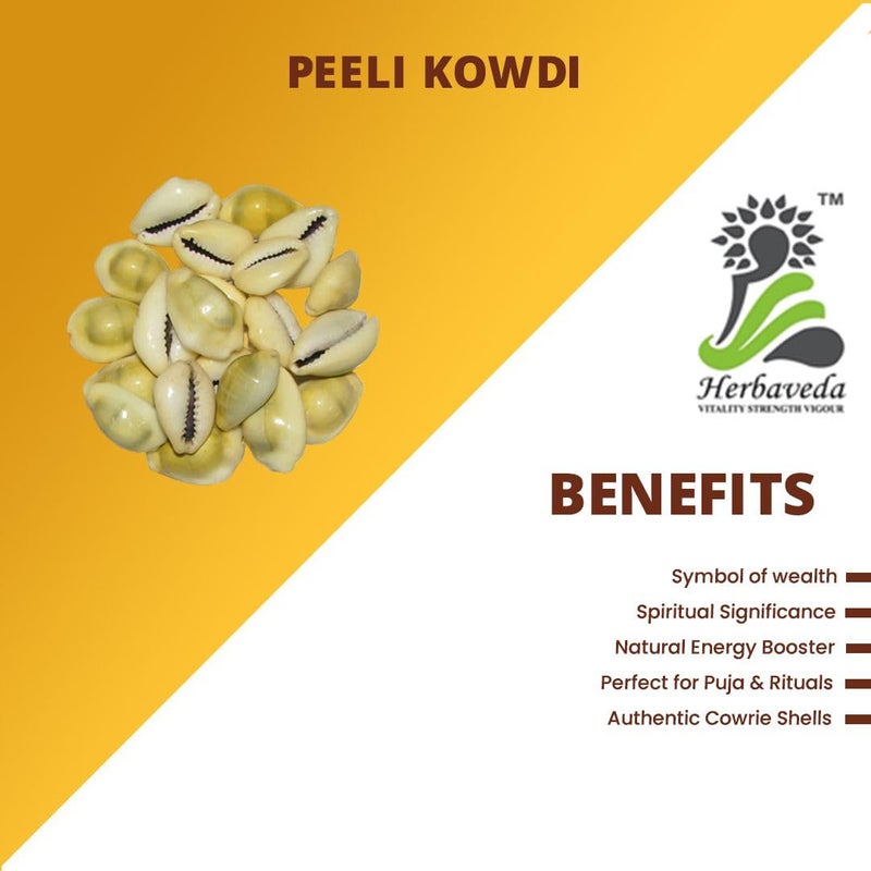 HERBAVEDA - Peeli Kaudi 100g | For Pooja | Peeli kodi | Peeli Koudi | Yellow Kawri | Kodi Peeli | Cowrie Sea Shell | Laxmi and Diwali Pooja Article Kaudi Shells - Image 3
