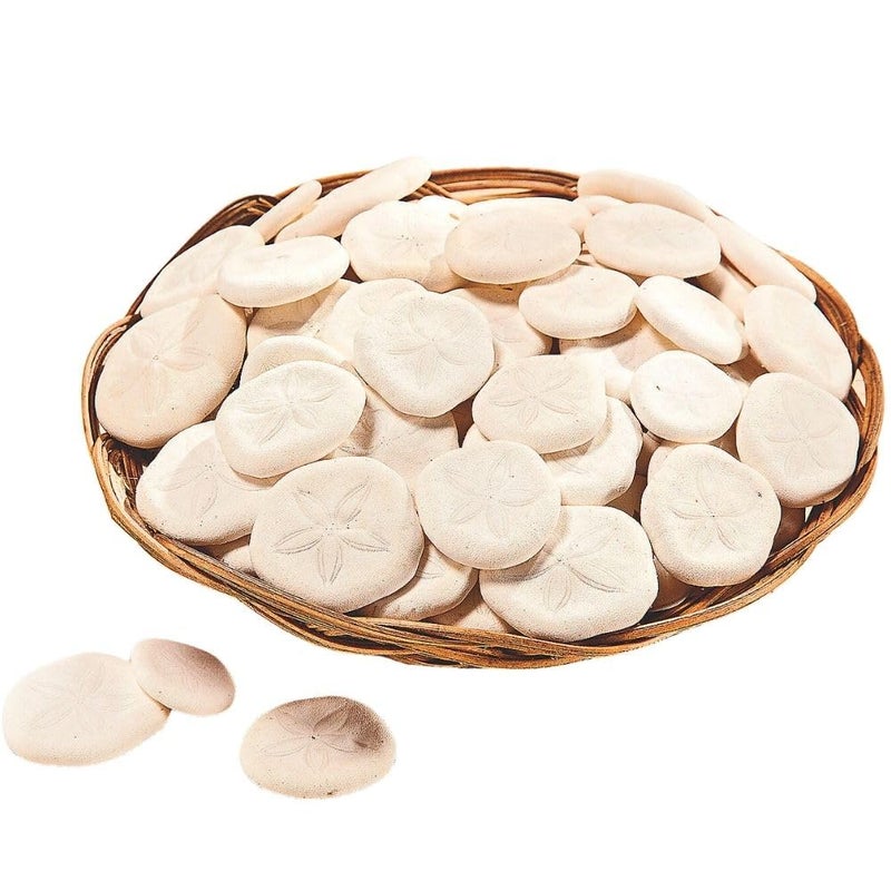 Fun Express Real Sand Dollars Plus Decorative Basket (50 and Dollars) Sea and Ocean Home Décor - VBS Vacation Bible School Supplies/Decor - Image 4