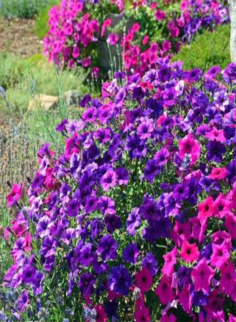 GGOOT 100Pcs Mix Petunia Seeds Colorful Summer Trailing Flowers Bloom in Garden Non-GMO Perennial Heirloom Seeds Easy to Germinate Simple Cultivate Suitable for Home Garden Planting - Image 3