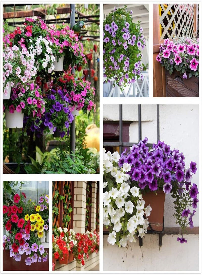 GGOOT 100Pcs Mix Petunia Seeds Colorful Summer Trailing Flowers Bloom in Garden Non-GMO Perennial Heirloom Seeds Easy to Germinate Simple Cultivate Suitable for Home Garden Planting - Image 1