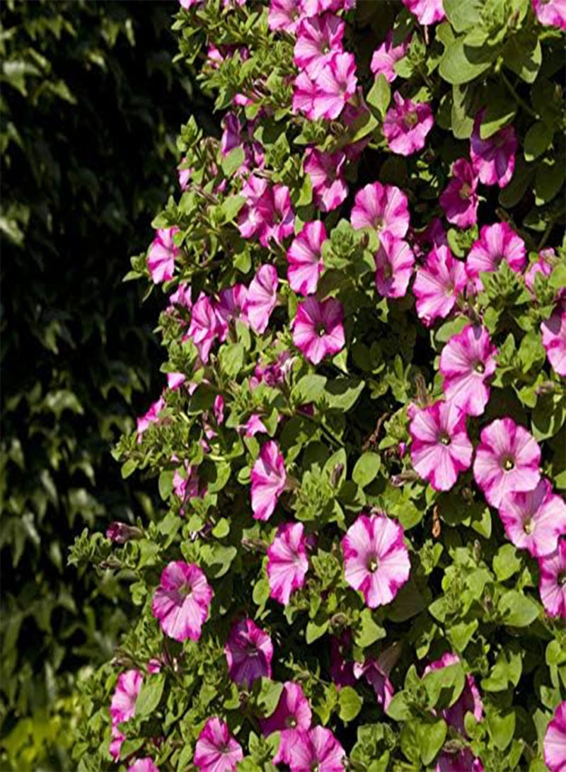 GGOOT 100Pcs Mix Petunia Seeds Colorful Summer Trailing Flowers Bloom in Garden Non-GMO Perennial Heirloom Seeds Easy to Germinate Simple Cultivate Suitable for Home Garden Planting - Image 2