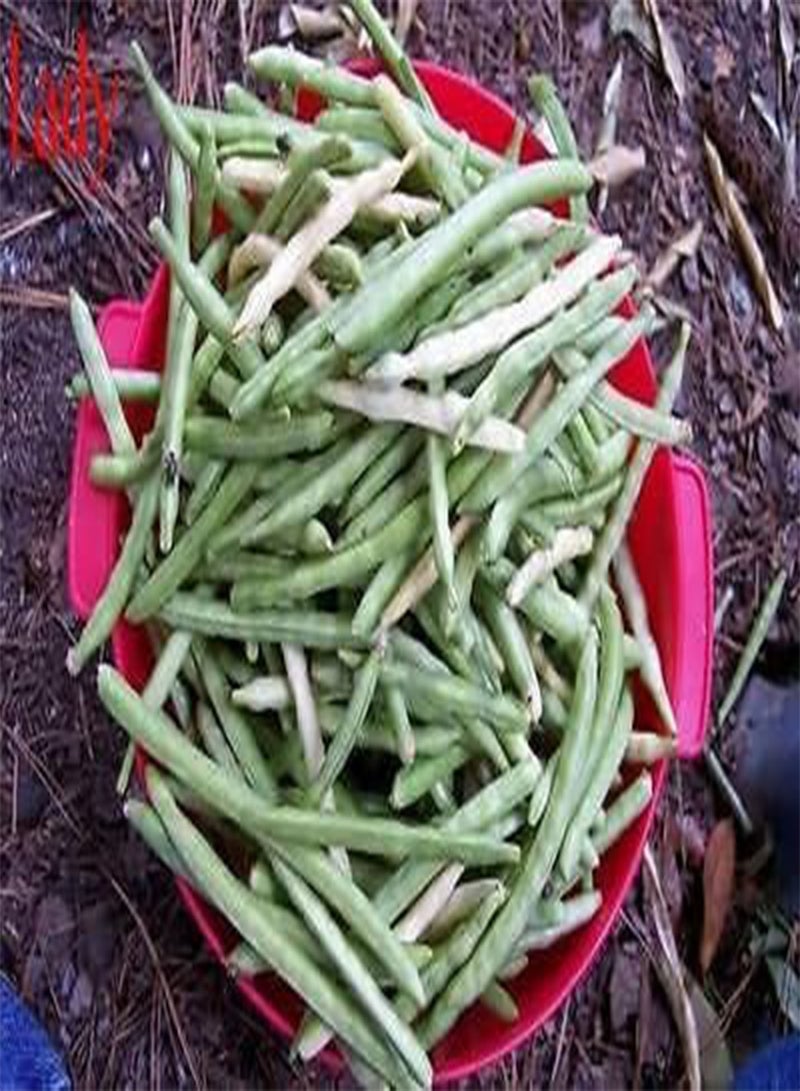 GGOOT Lady Cream pea AKA: Lady Finger Pea, Rice Pea, Catjang Pea Southern (10 Seeds) - Image 2