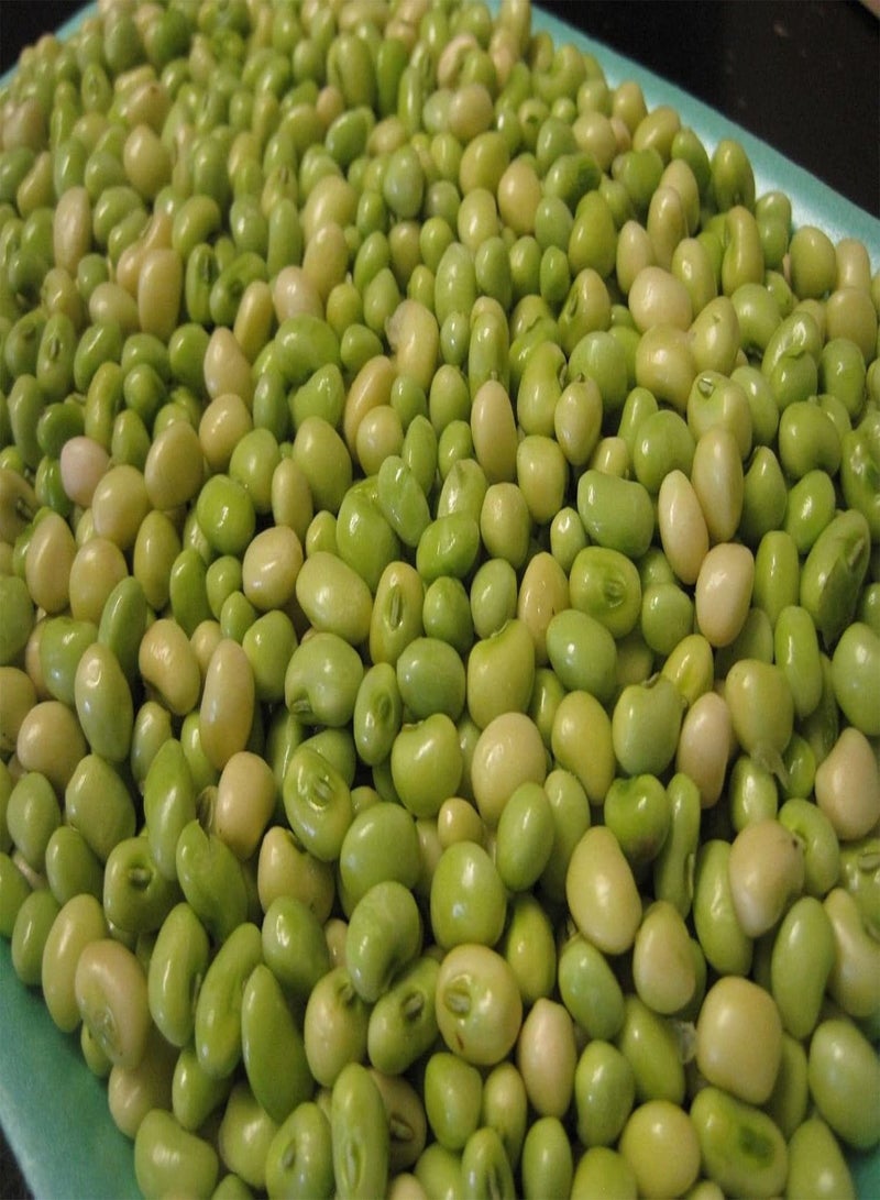 GGOOT Lady Cream pea AKA: Lady Finger Pea, Rice Pea, Catjang Pea Southern (10 Seeds) - Image 1