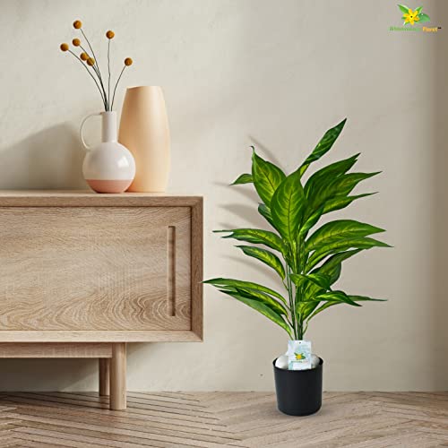 Blooming Floret Polyester Artificial Dieffenbachia Amoena Plant | Big Ornamental Plant for Interior Decor/Home Decor/Office Decor | 26 Leaves with Basic Black Pot | 71.1 cm Tall Indoor Plant - Image 4