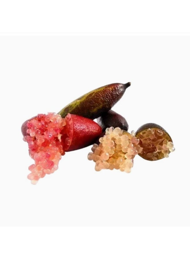 1 Pack Finger Lime  Seeds Mixed Color For Home Garden Planting - Image 3