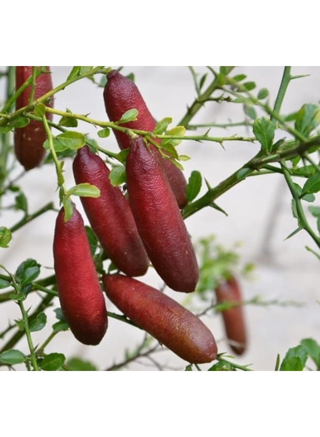 1 Pack Finger Lime  Seeds Mixed Color For Home Garden Planting - Image 4
