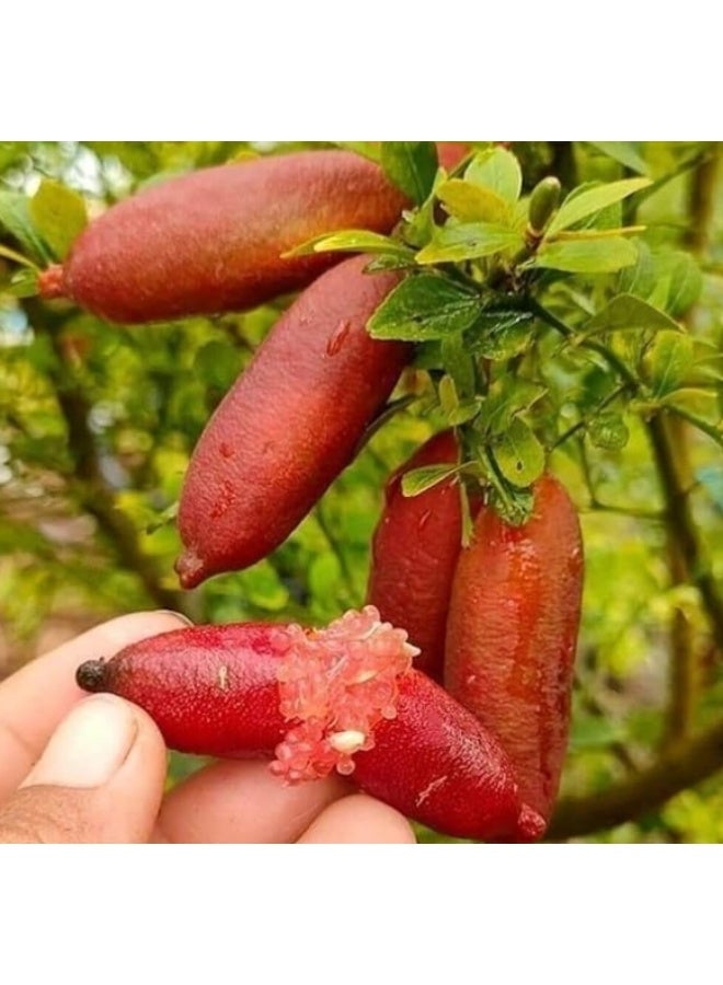 1 Pack Finger Lime  Seeds Mixed Color For Home Garden Planting - Image 1