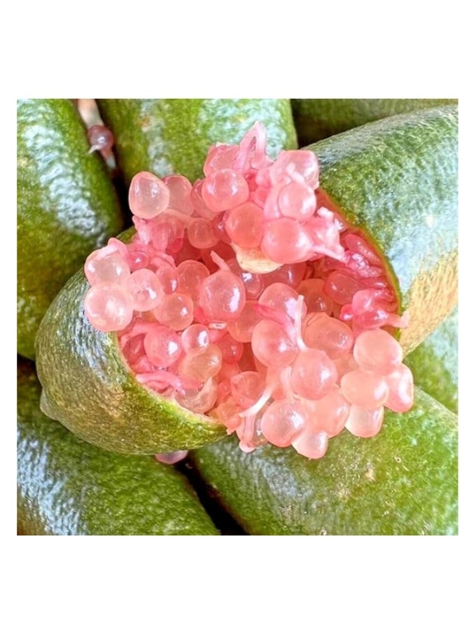 1 Pack Finger Lime  Seeds Mixed Color For Home Garden Planting - Image 2
