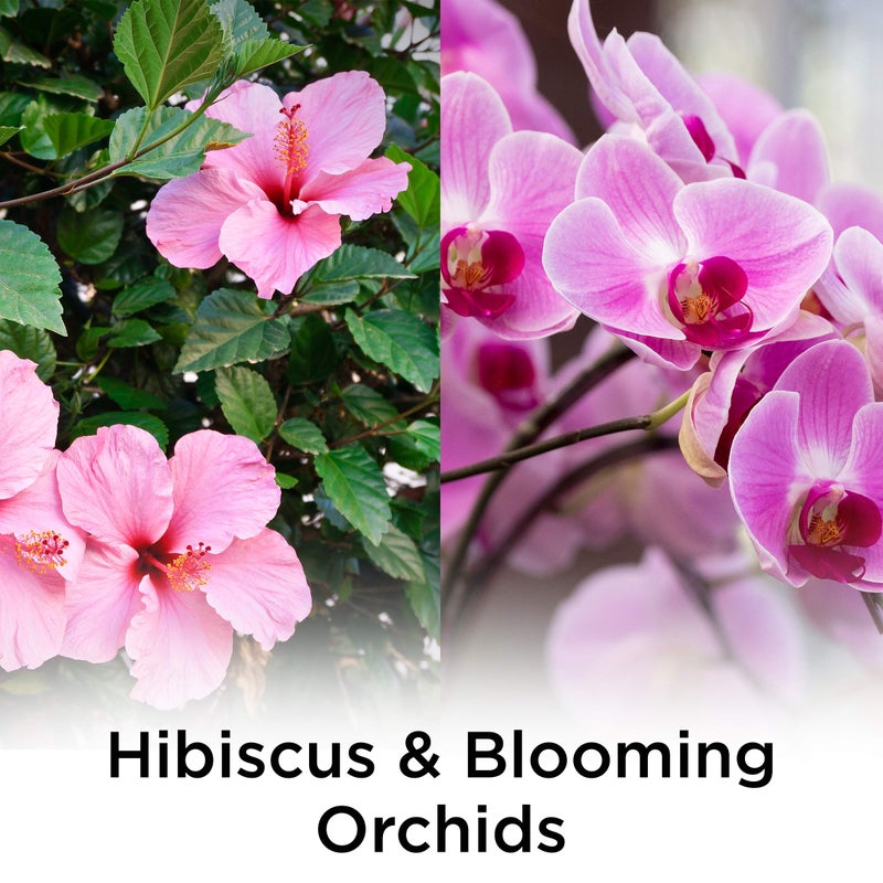 Air Wick Plug in Scented Oil Refill, 5 ct, Hibiscus and Blooming Orchids, Air Freshener, Essential Oils, Spring Collection - Image 2