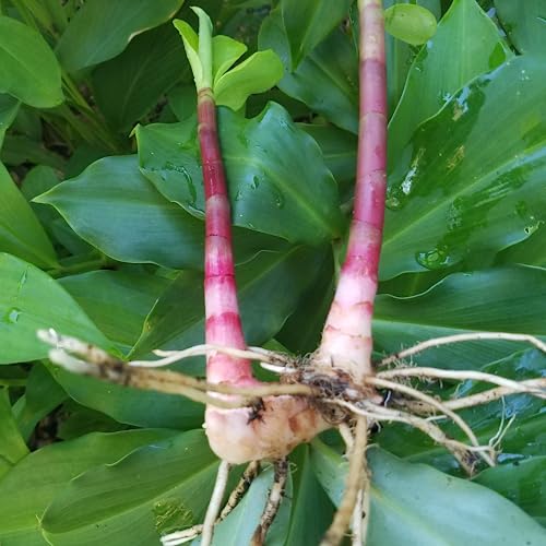 Hug A Plant | Insulin Plant Rhizome (Chamaecostus cuspidatus) (10 NOS) - Image 2