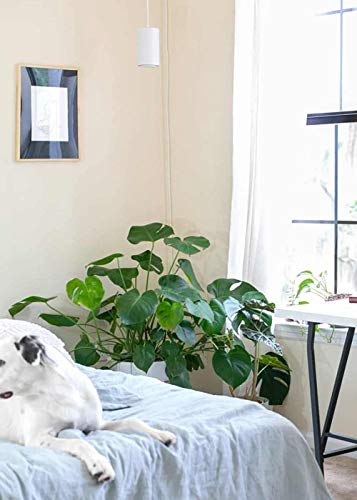 Aspect World's First Decor Grow Light - Large White Luxury LED Grow Light – for Medium and Large Plants - Image 5