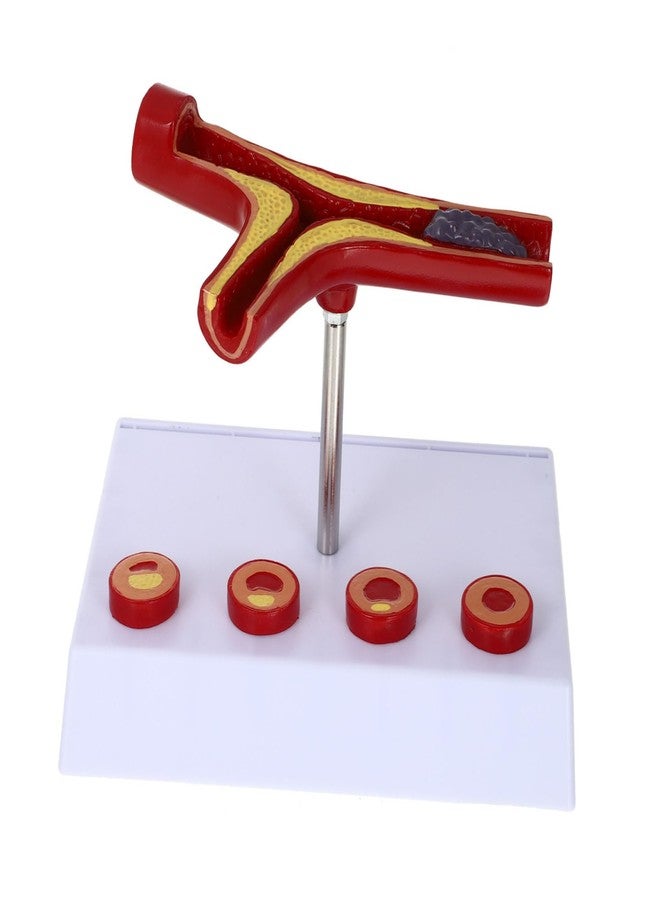 FELTECHELECTR Medical Model Anatomical Blood Vessel Cardiovascular Model for Educational Purposes Heart Model Construction for and Classroom Demonstrations - Image 1