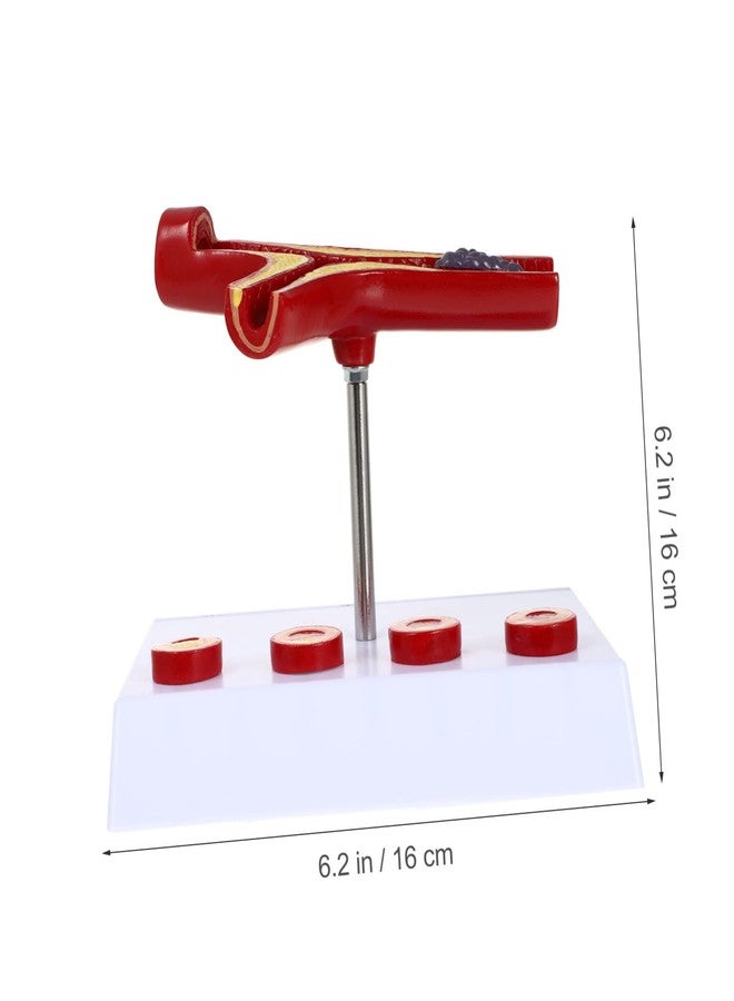 FELTECHELECTR Medical Model Anatomical Blood Vessel Cardiovascular Model for Educational Purposes Heart Model Construction for and Classroom Demonstrations - Image 3