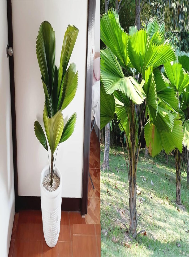 جي جوت نخيل المروحة المكشكش ليكوالا جرانديز 5 بذور - Image 1