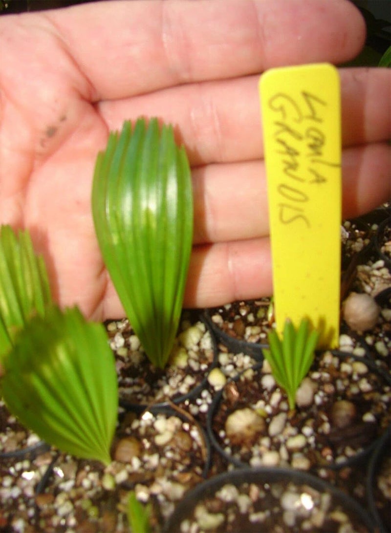 جي جوت نخيل المروحة المكشكش ليكوالا جرانديز 5 بذور - Image 5