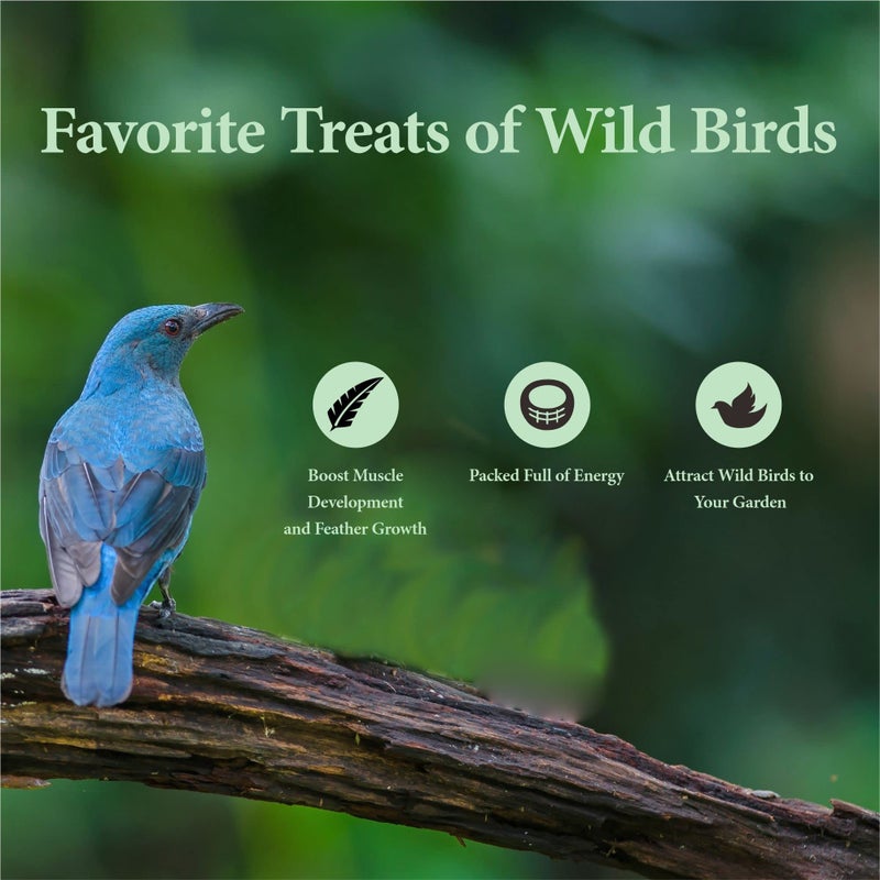 WORMSKING 2LB Dried Mealworms for Poultry, Wild Birds,Tasty Bird Food - Image 5