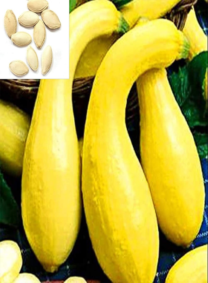 جي جوت أصناف بذور الخضروات - 200 قطعة من بذور الكوسة الصفراء لنباتات الخضروات والحديقة المنزلية والمزرعة للأطفال والبستانيين المبتدئين هدية -1# - Image 1