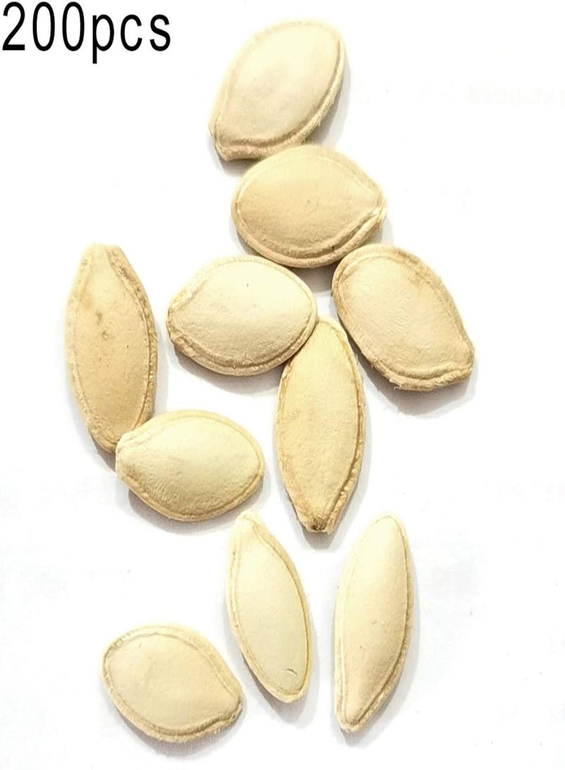 جي جوت أصناف بذور الخضروات - 200 قطعة من بذور الكوسة الصفراء لنباتات الخضروات والحديقة المنزلية والمزرعة للأطفال والبستانيين المبتدئين هدية -1# - Image 2