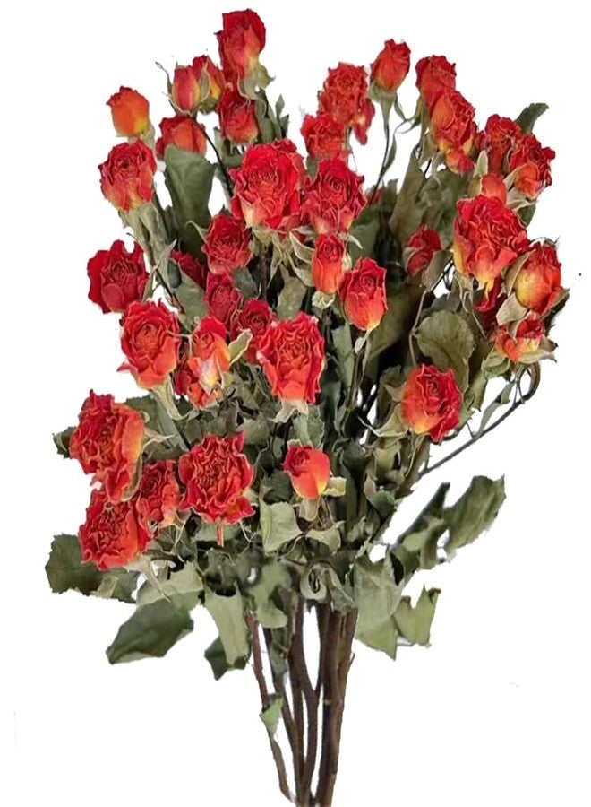 JOJAZE Natural Dried Flowers Bouquet Orange mini Dried Roses for Wedding Table Vase Decor Boho DIY Wreath Floral Home Office Party Garden Decoration - Image 1