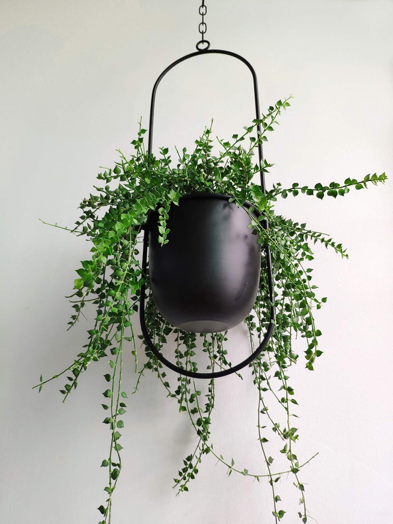 RISEON Boho Black Metal Plant Hanger,Metal Wall and Ceiling Hanging Planter, Modern Planter, Mid Century Flower Pot Plant Holder, Minimalist Planter for Indoor Outdoor Home Decor - Image 5