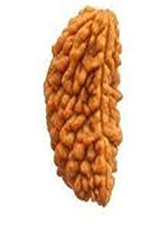TheGalaxy Gallery 1 Mukhi (Kaju Dana) Natural نيبال Rudraksha بواسطة مختبر معتمد - Image 1