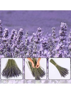 KASTWAVE Natural Dried Lavender Bouquet Decoration, 15.7 Inches Dried Flowers Bouquet for Wedding Home Office Table Kitchen Decoration (BluePurple)  - Image 5