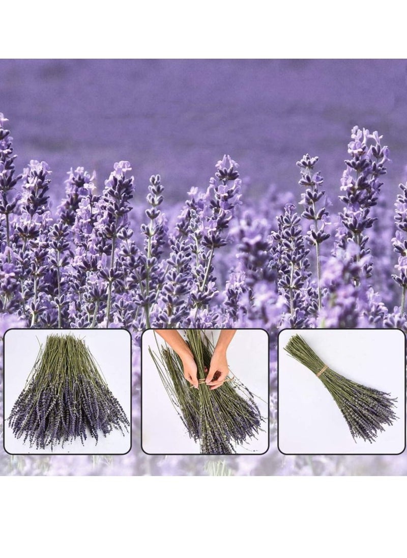 KASTWAVE Natural Dried Lavender Bouquet Decoration, 15.7 Inches Dried Flowers Bouquet for Wedding Home Office Table Kitchen Decoration (BluePurple)  - Image 5