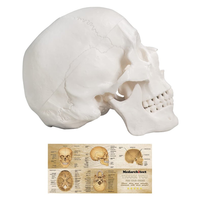 Medarchitect Human Skull Model Life Size 3Part Anatomical Model with Removable Skull Cap and Articulated Mandible for Medical Student Human Anatomy Study Course