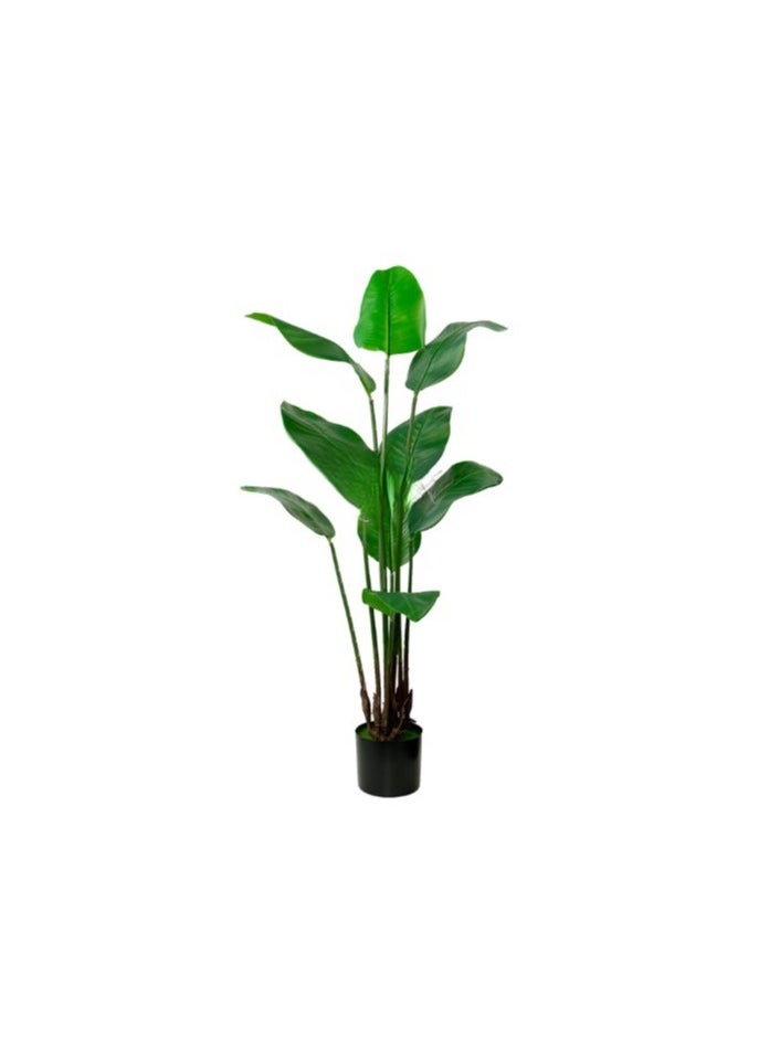 HRT WALL Strelitzia Nicolai Wild banana bush 130 cm - green 