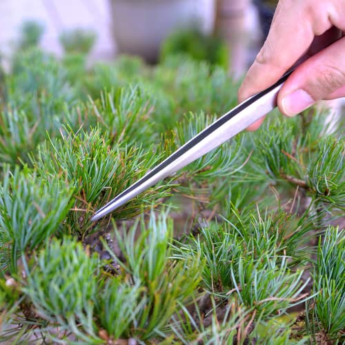 KAKURI Bonsai Tweezers Straight Serrated Tips with Spatula 8.8" - Made in Japan - Professional Bonsai Care Tool - Japanese Stainless Steel - Image 2