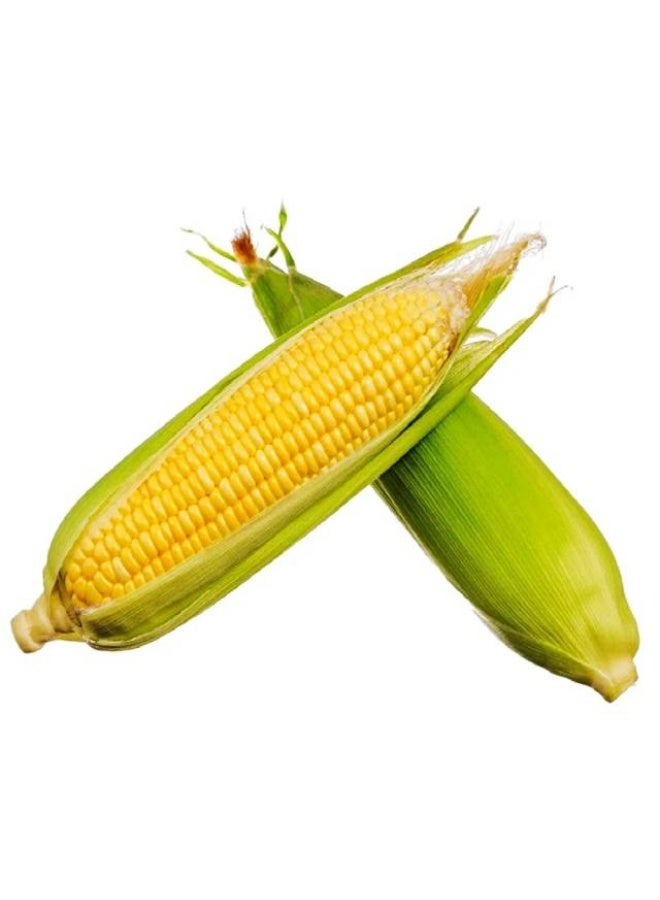 الذرة الحلوة, 2 كوز