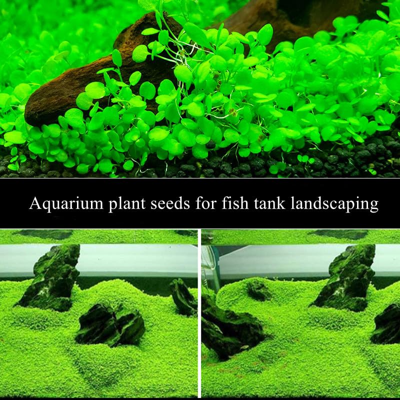 LUKAWES 2 Pack Aquarium Plants for Fish Tank, Easy Growing, Real Carpet Decor for Fish Tank/Terrarium - Image 2