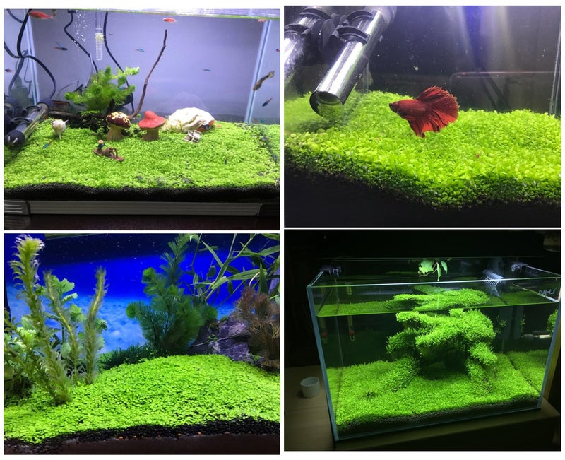 LUKAWES 2 Pack Aquarium Plants for Fish Tank, Easy Growing, Real Carpet Decor for Fish Tank/Terrarium - Image 5