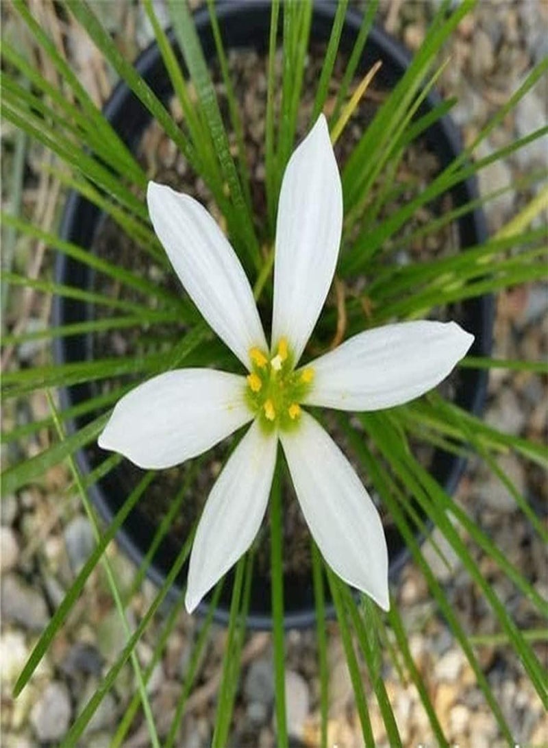 GGOOT 5pcs Witte Zephyranthes Bollen Lang Bloeiende Mooie Bloemen Lange Frisse Geur Populaire Bloemvariëteiten Gemakkelijk te Planten Binnen Buiten - Image 2