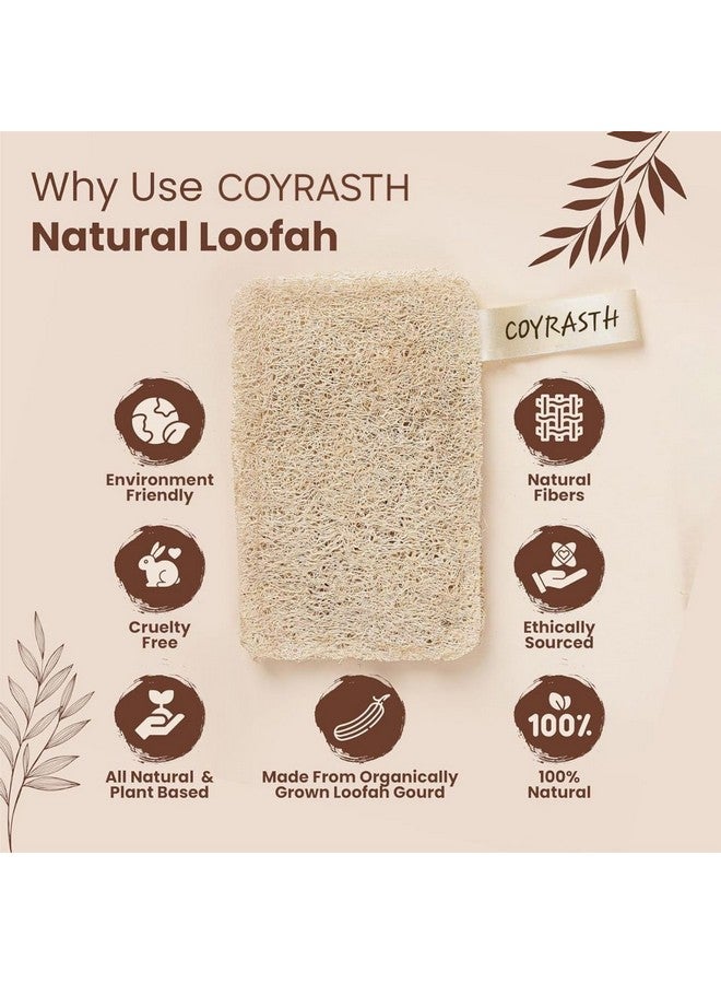 COYRASTH Natural Organic Bath Loofah Sponges, Large Exfoliating Shower Loofah Body Scrubbers Buff Away Dead Skin, Sun Dried Bath Loofah | Body Sponge & Scrubber for Men & Women (Pack of 2) - Image 3